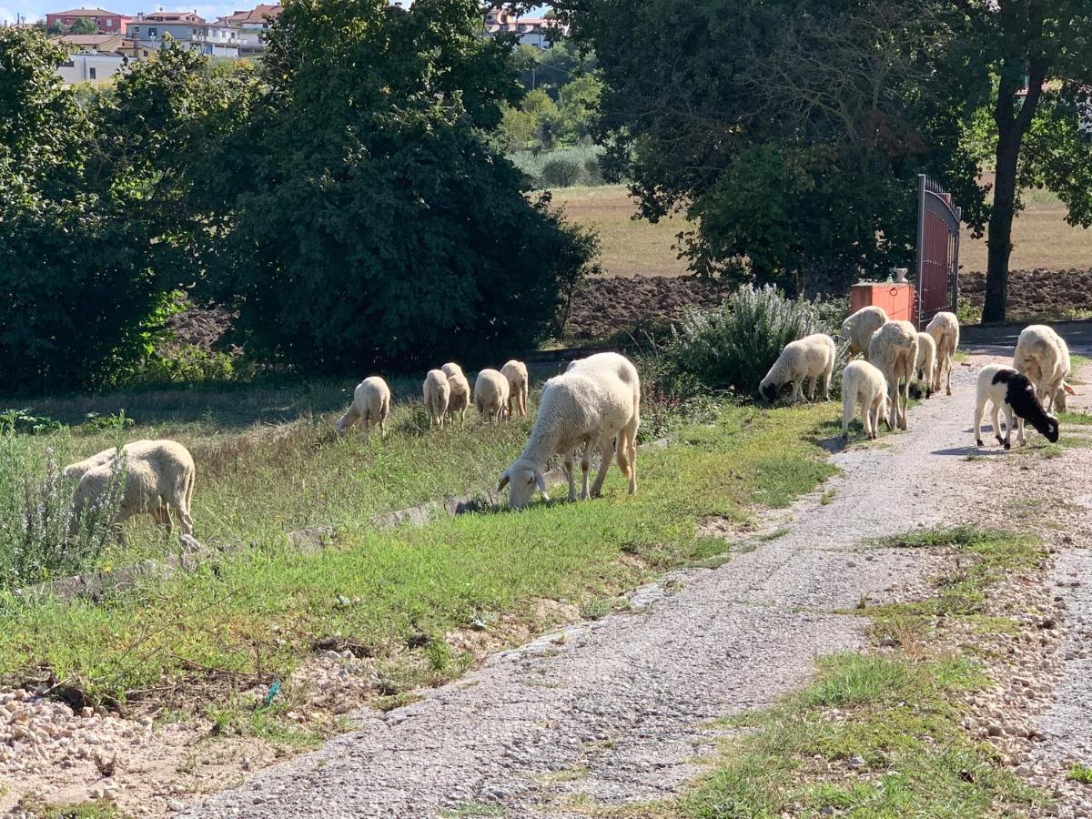 Villa Azienda Agricola Bio Sanbonaventura Passo di Mirabella Exterior foto
